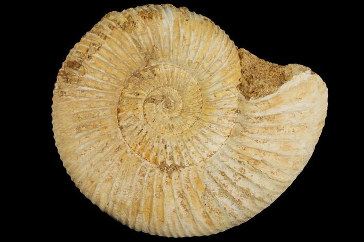 Perisphinctes Ammonite - Jurassic #100223